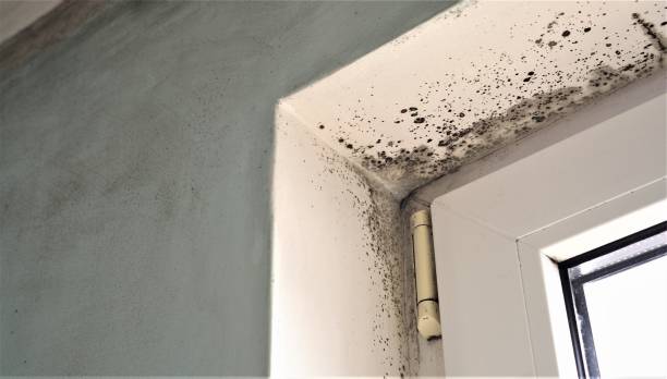 Tierra Verde, FL Mold Removal Company