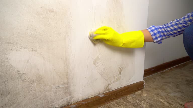 Best Residential Mold Inspection & Testing  in Tierra Verde, FL