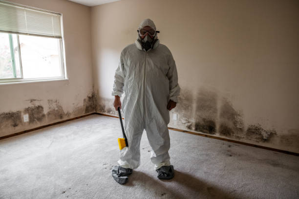Best Basement Mold Removal  in Tierra Verde, FL