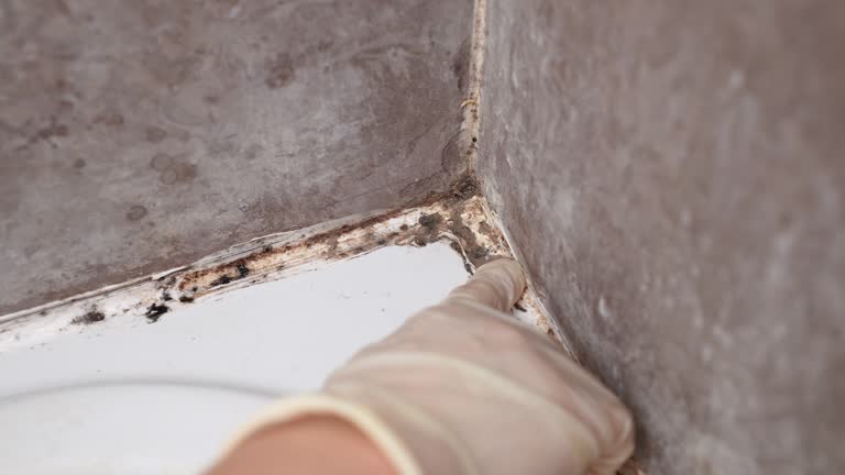 Best Airborne Mold Testing  in Tierra Verde, FL